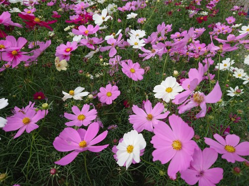 DSCPDC_0001_BURST20191013102648144