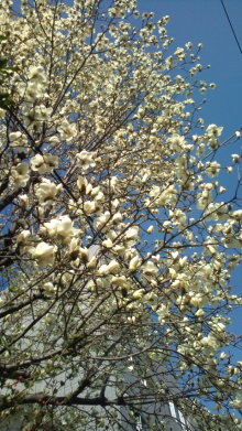 blog_import_54d5f3c77ab7c