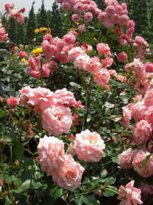 blog_import_54d5f43d31b04