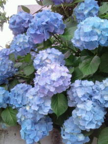 blog_import_54d5f44884ba0