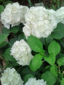 blog_import_54d5f44d3810f