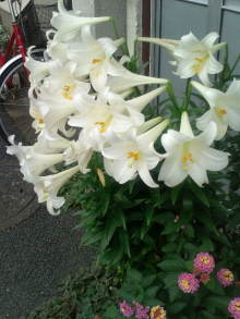 blog_import_54d5f45cae75c