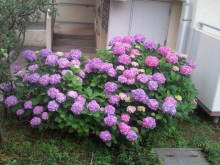 blog_import_54d5f46412dda