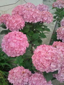 blog_import_54d5f466788e2