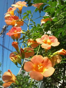 blog_import_54d5f4798f892