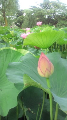 blog_import_54d5f4cd61223