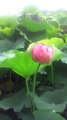 blog_import_54d5f4ce9c355