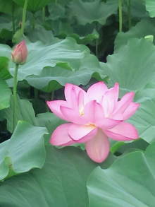 blog_import_54d5f4cfe0ad1