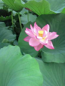 blog_import_54d5f4d43a42c