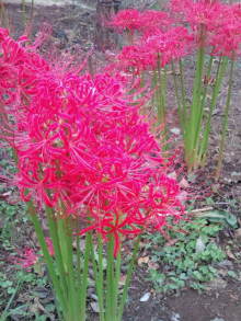 blog_import_54d5f5531e727