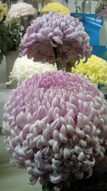 blog_import_54d5f5c352c68