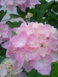 blog_import_54d5f834d676d