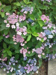 blog_import_54d5f8360c69a