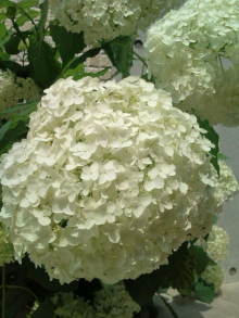 blog_import_54d5f83f5eb09