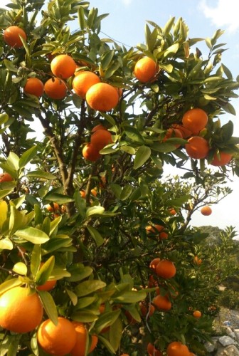 blog_import_54d5fa7524f55