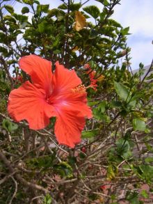 blog_import_54d5fc0d9b44a