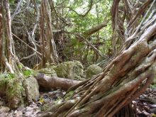 blog_import_54d5fc395b334