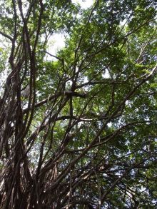 blog_import_54d5fc3ee0849