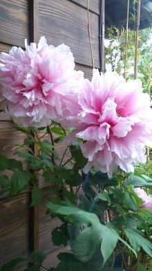 blog_import_54d5fc525dbef