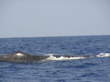 blog_import_54d5fc5d38a5a