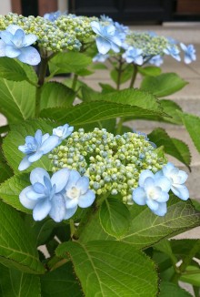 blog_import_54d5fce8a61a0