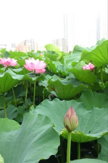 blog_import_54d5fdd9973a0