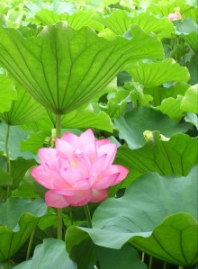 blog_import_54d5fddbece46