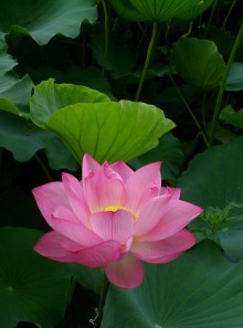 blog_import_54d5fddd1662e