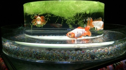 blog_import_54d5fe9f873ac