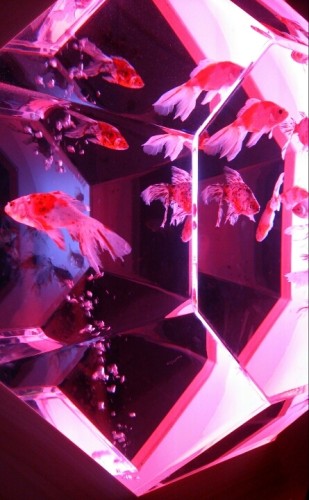 blog_import_54d5fea7c6490