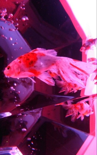 blog_import_54d5fed2b4e32