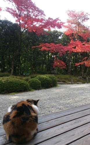 blog_import_54d6007921a91