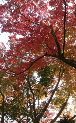 blog_import_54d6007e8bef6