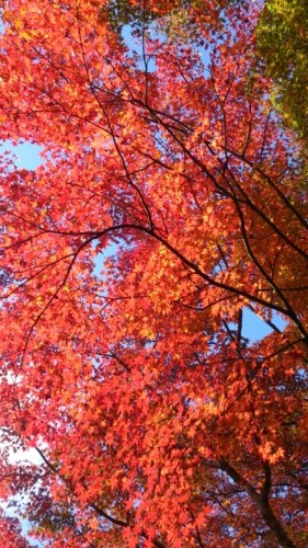 blog_import_54d6009a9166e