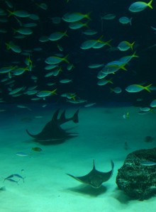 blog_import_54d60206e720b