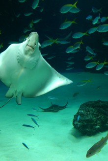 blog_import_54d60207de6f9