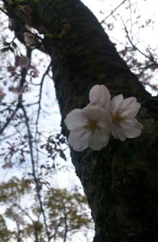 blog_import_54d602ad64564