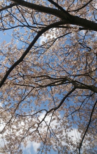 blog_import_54d602bf8fcc3