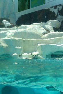 blog_import_54d60346e35cd