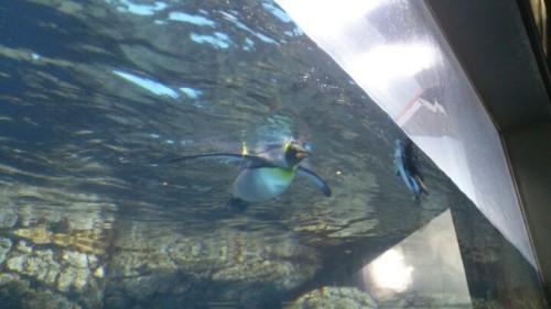 blog_import_54d603f691ca9