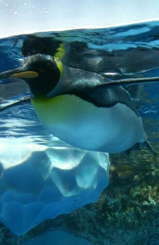 blog_import_54d603fab27c0