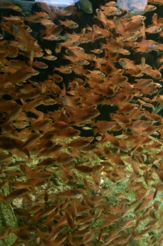 blog_import_54d603ff74f8a