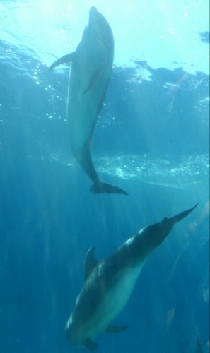 blog_import_54d604098e49f