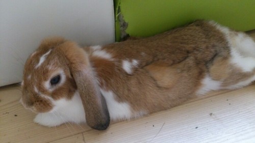 blog_import_54d604b48563c