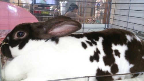 blog_import_54d604b7403e6