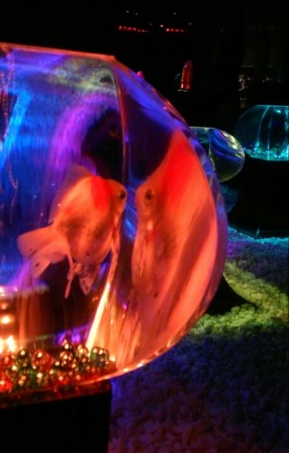 blog_import_54d6053916904