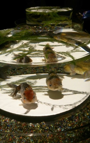 blog_import_54d6053d0237e