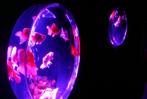 blog_import_54d6055b8f462