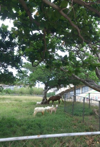 blog_import_54d6076936b10