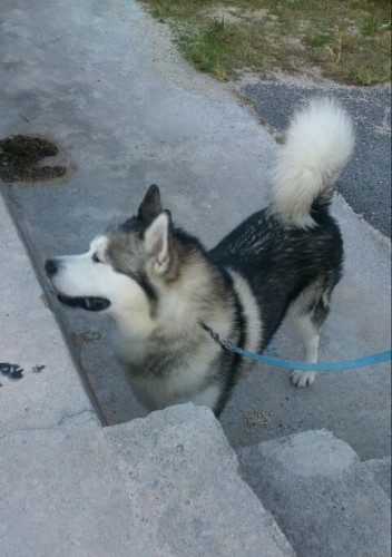 blog_import_54d607c7781f9